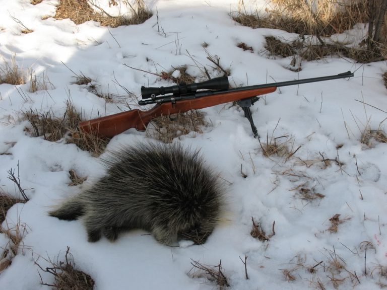 How To Trap A Porcupine In The Easiest Way With Trap Or Gun