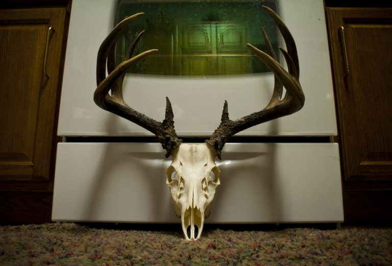 How Long To Boil Deer Skull Hunting Guide