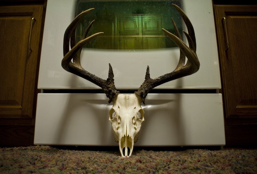 How Long To Boil Deer Skull Hunting Guide