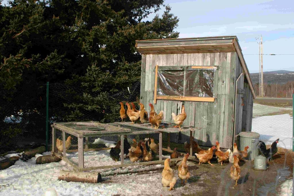 How To Heat A Chicken Coop Without Electricity In Winters
