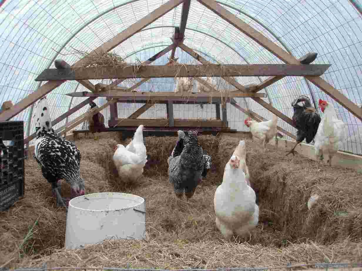 How To Heat A Chicken Coop Without Electricity In Winters