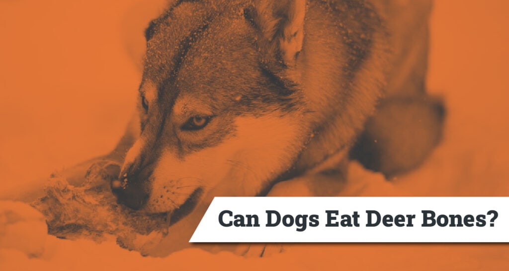 Can Dogs Eat Deer Bones? — What Dog Owners Should Know