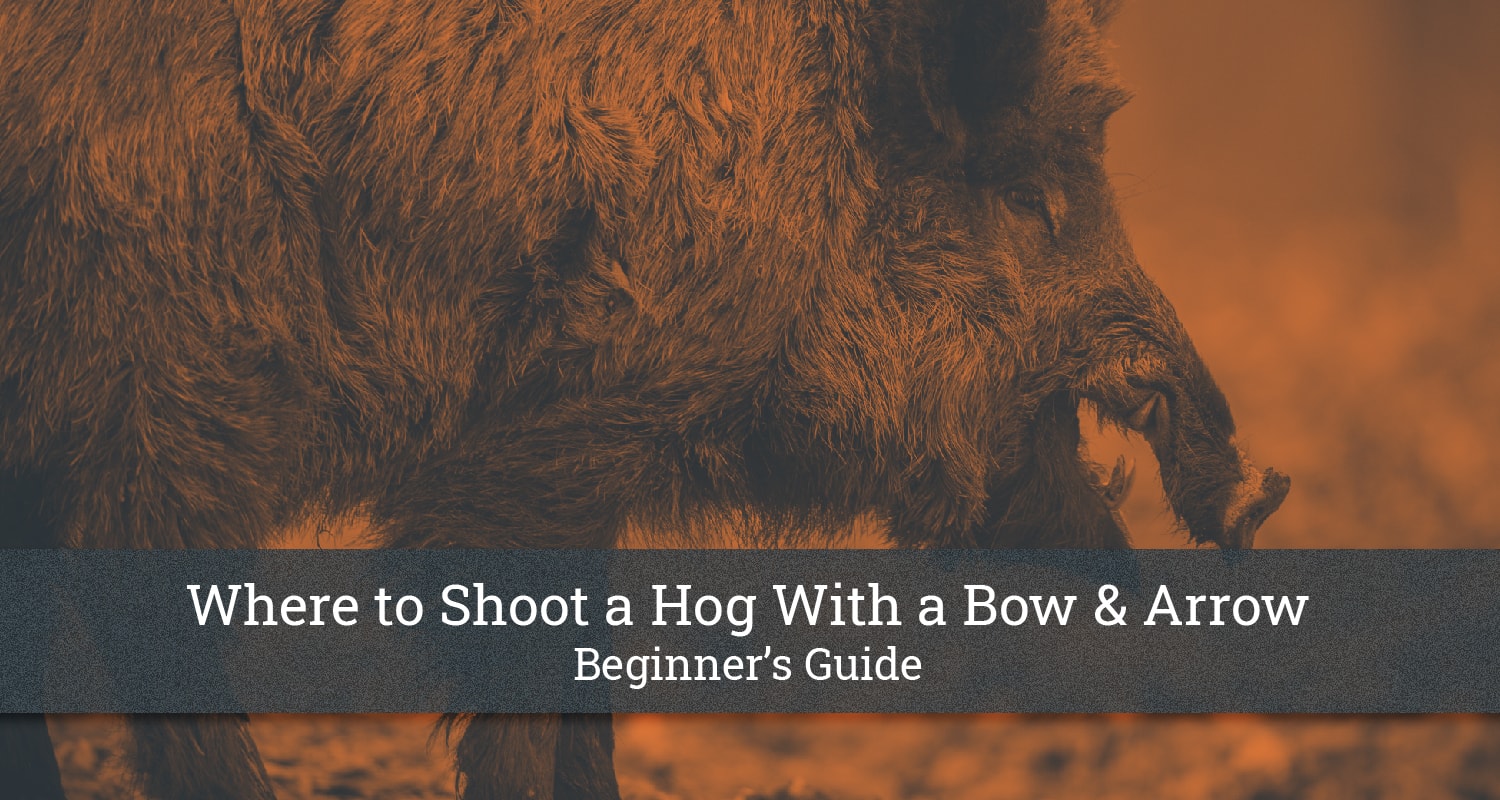 Where to Shoot a Hog With a Bow and Arrow Beginner's Guide