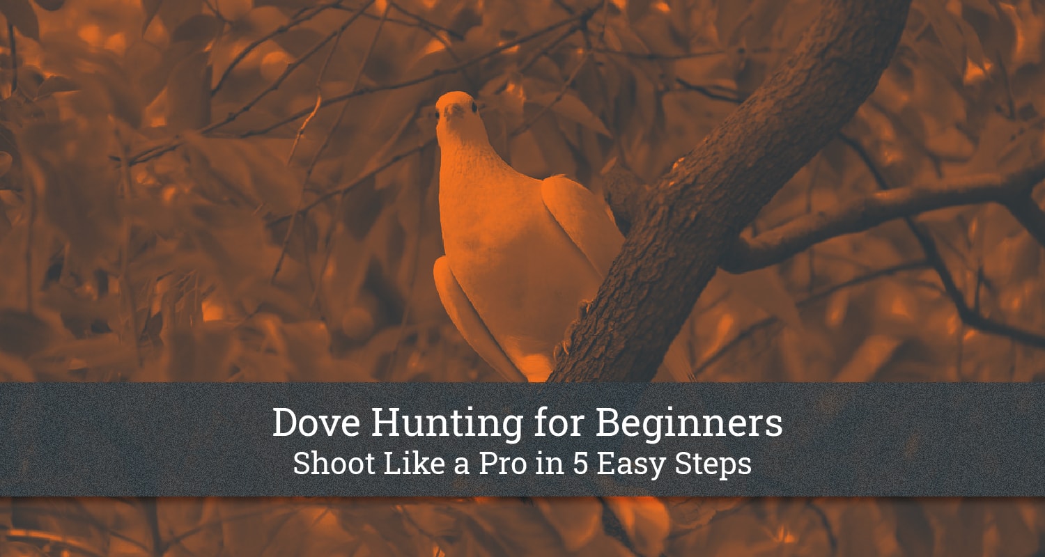 Dove Hunting for Beginners Shoot Like a Pro in 5 Easy Steps